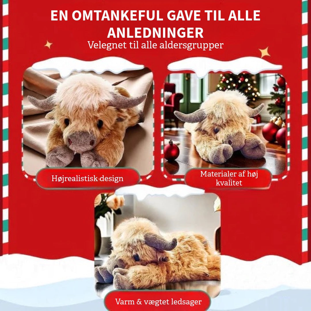 Sød Highland Ko Bamse